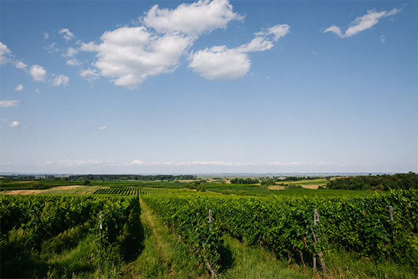 Reihen grüner Weinreben erstrecken sich über einen Weinberg unter einem blauen Himmel mit vereinzelten Wolken, während in der Ferne Felder und Bäume zu sehen sind.