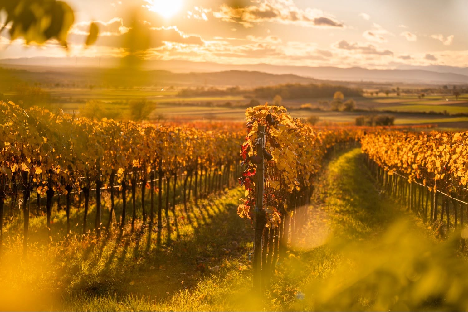 Reihen von Weinreben in einem Weinberg mit goldenem Laub bei Sonnenuntergang, während das Sonnenlicht einen warmen Schimmer über die Landschaft und die fernen Hügel wirft.